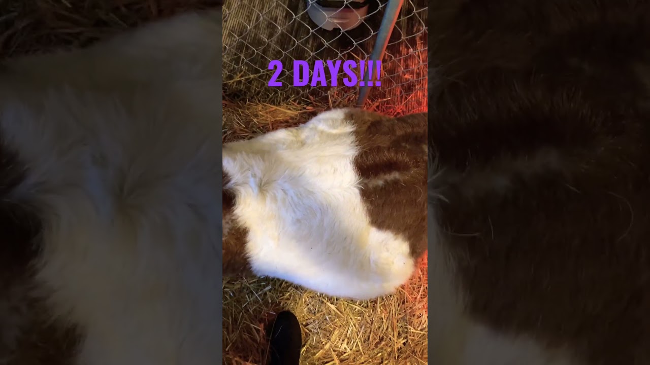 She has been in labor for 2 days #boergoats #pregnant #labor #goats
