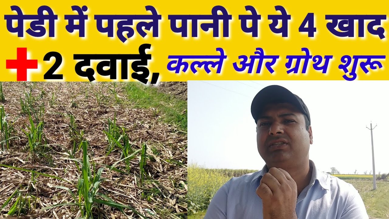 गन्ना पेडी में पहले पानी पे डालो ये 4 खाद + 2 दवाई, कल्ले और ग्रोथ शुरू । Ganna Pedi Me kya Dale ।