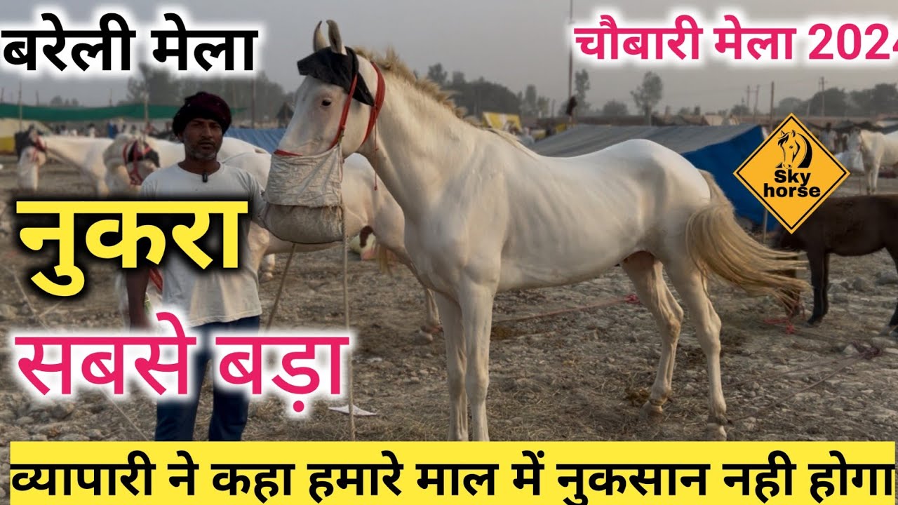 चौबारी मेले की जबरदस्त घोड़ियाँ | #chobarighodamela