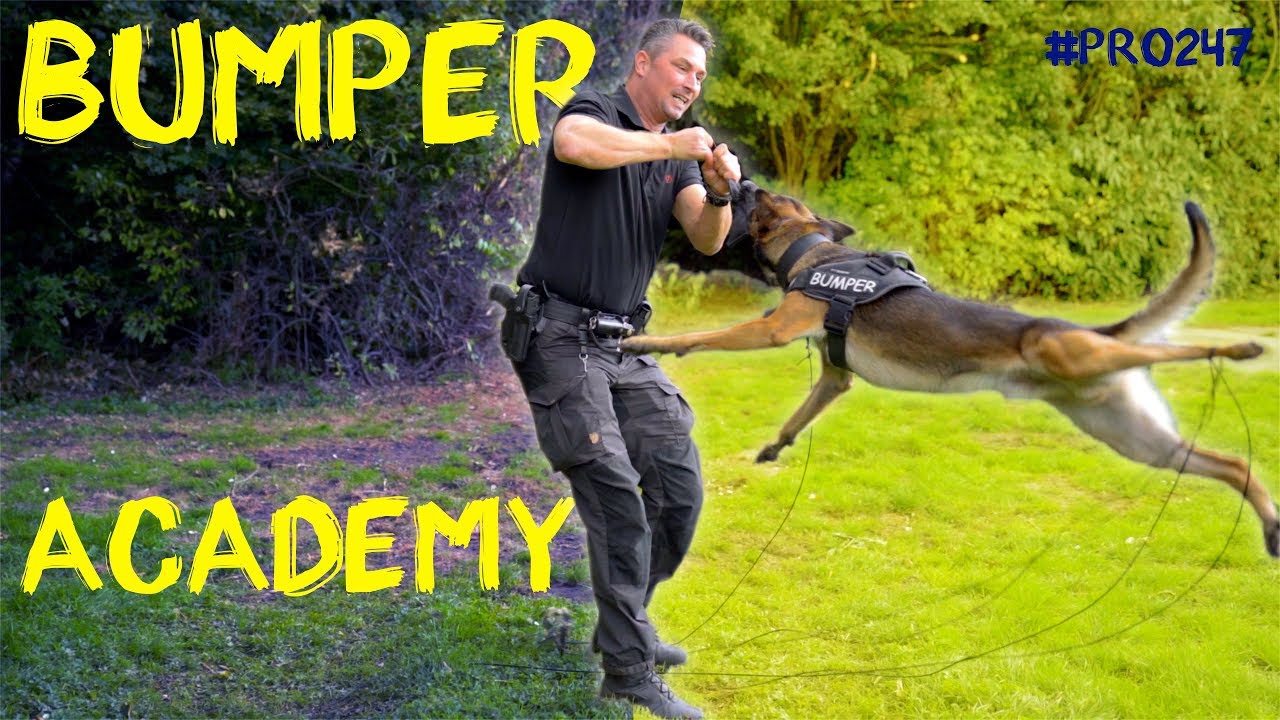 Bumper Academy