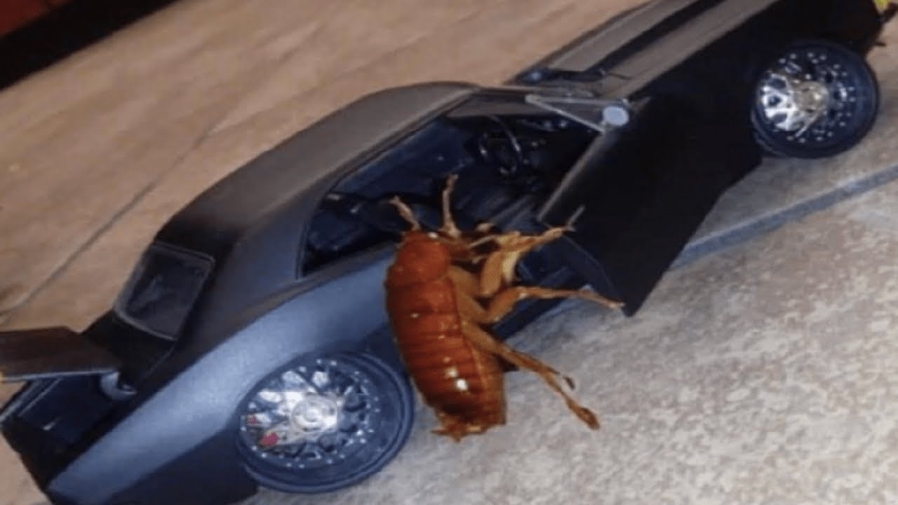 Top 5 Cockroach 