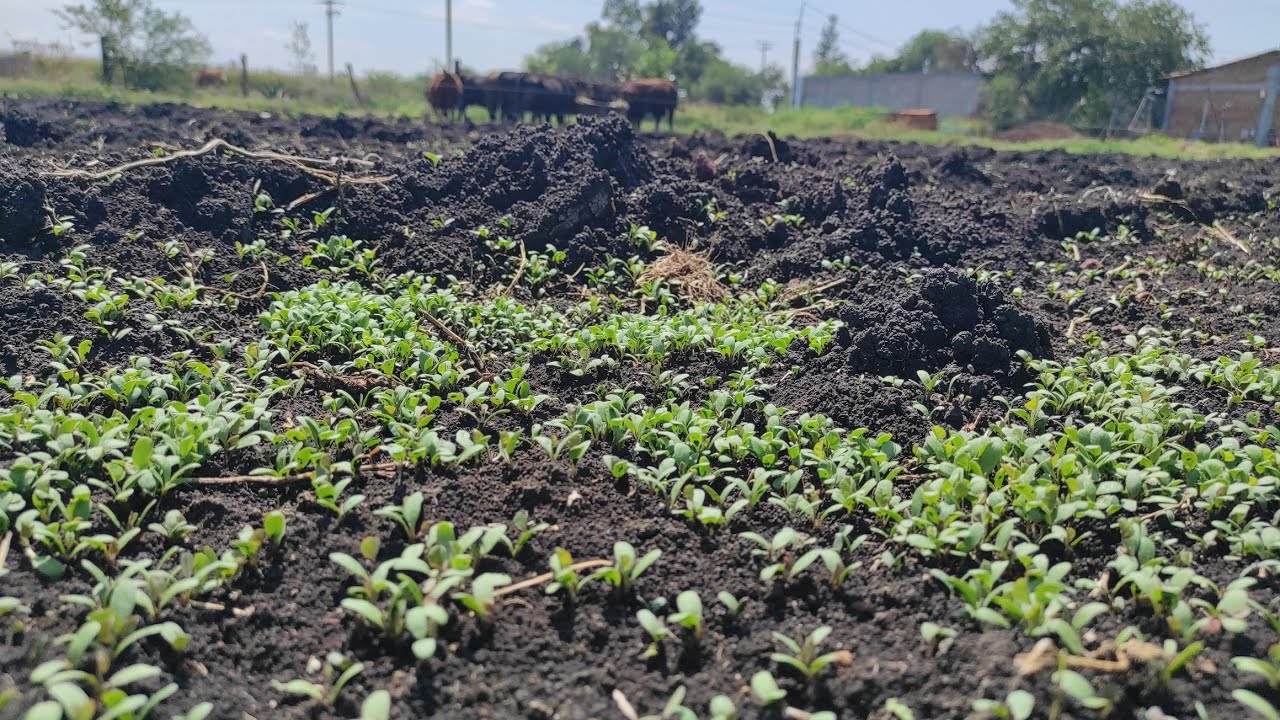 ¡¡8 DÍAS DE QUE SEMBRAMOS LA ALFALFA!!