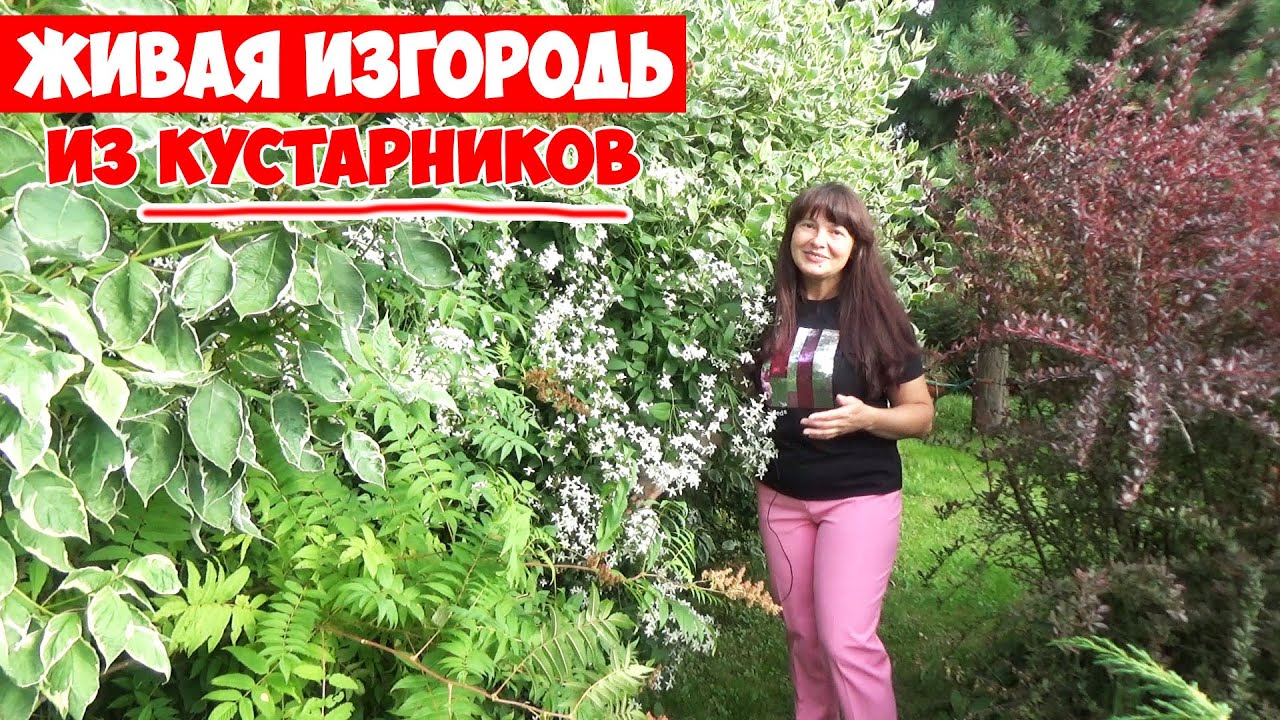 5 лучших кустарников для живой изгороди! Цветущие, быстрорастущие, неприхотливые!