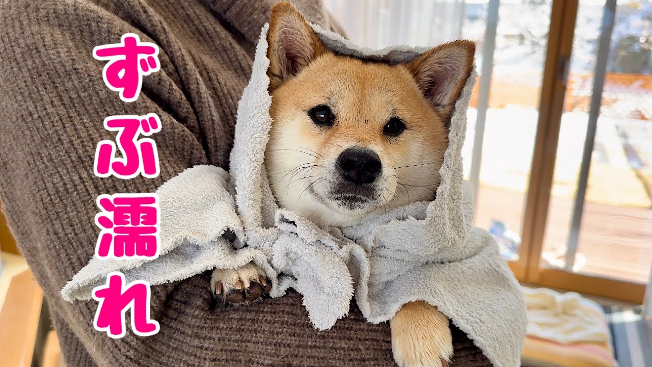 冬なのに外で水遊びをしてびしょ濡れで家に戻ってきたわんぱく過ぎる柴犬が可愛い