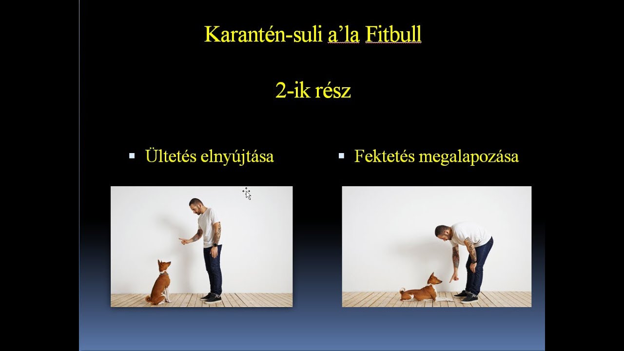 Karanténsuli kutyáknak - 2. rész: ültetés elnyújtása, fektetés megalapozása
