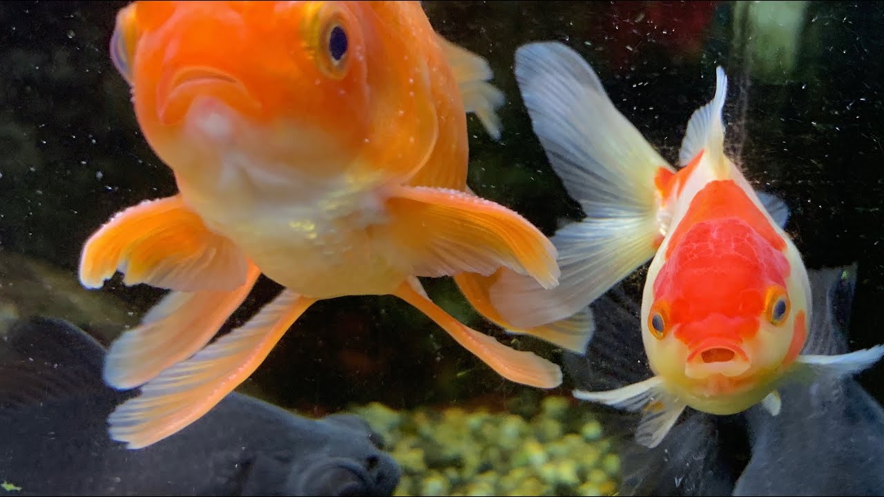 Fancy Goldfish