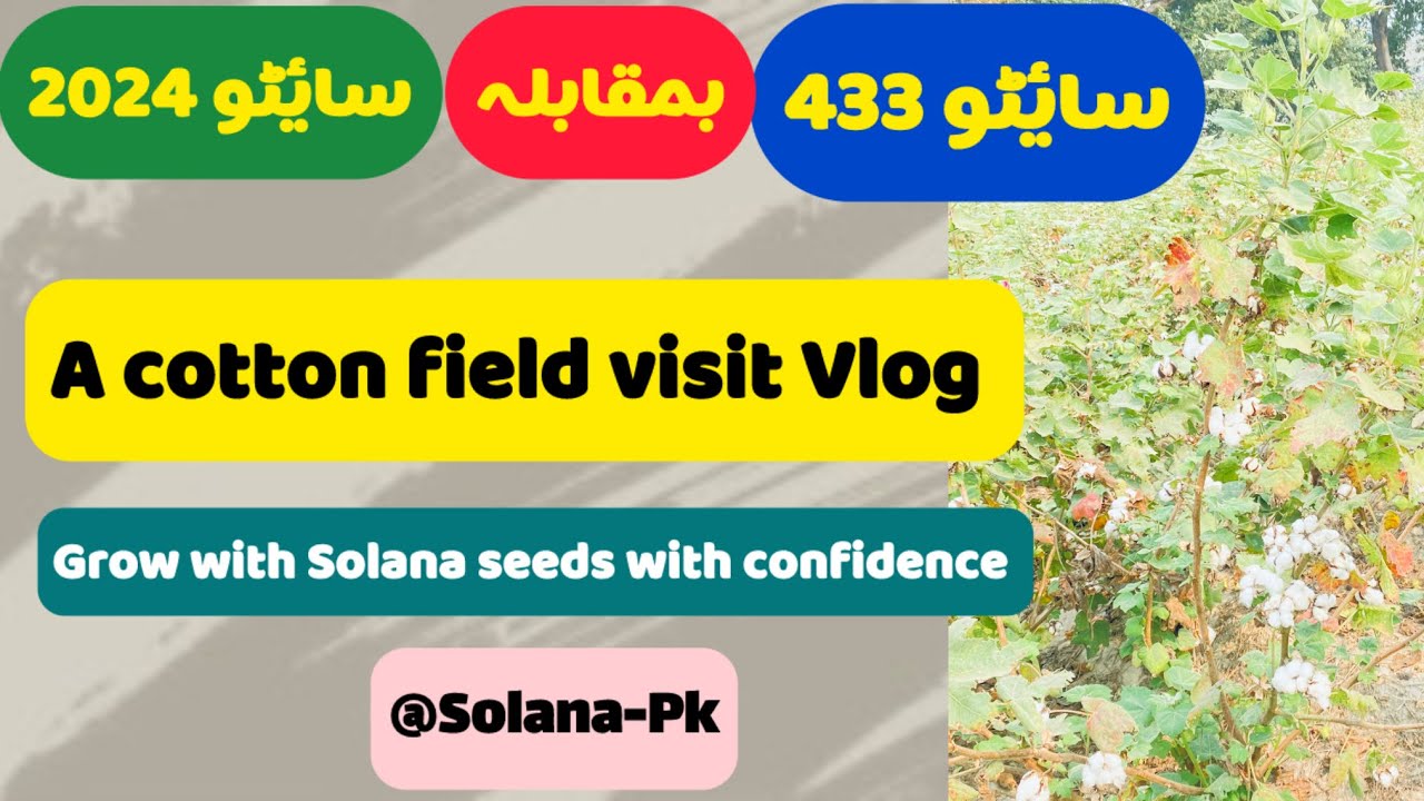 Comparison between Cyto 2024 and Cyto 433 cotton variety #solanaseeds #cyto #cottonseeds 