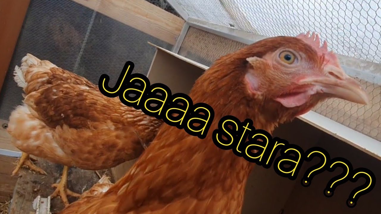 Pierwszy raz na WYBIEGU, czy sprzedali mi STARE kury