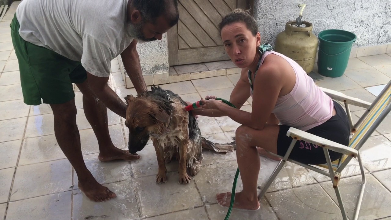 Como dar banho no seu cão!! 🐾🐾🌟🐾🐾
