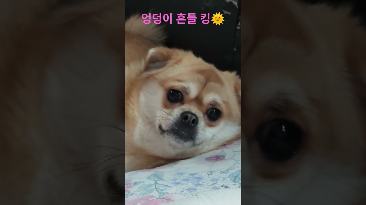 엉덩이 흔들 킹 🌞#강아지 #puppy #cute #애견영상 #반려견 #강아지일상 #강아지브이로그