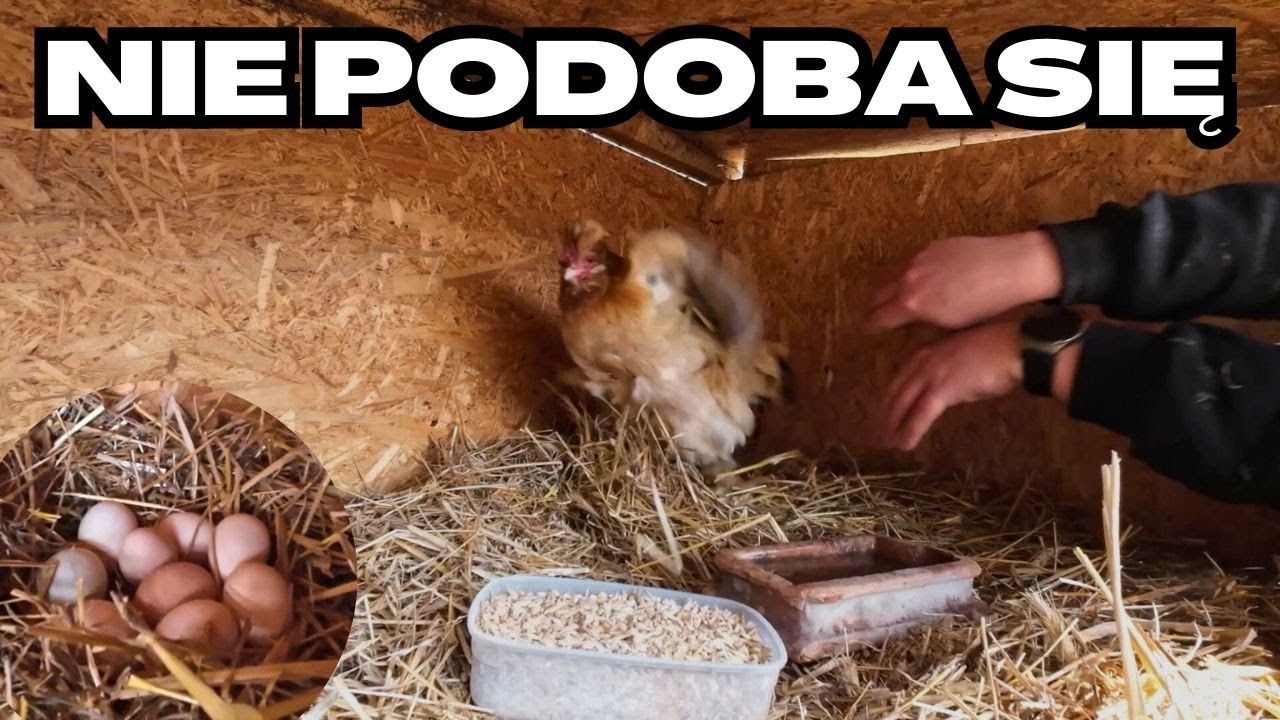 Przekładanie kwoki do nowego gniazda