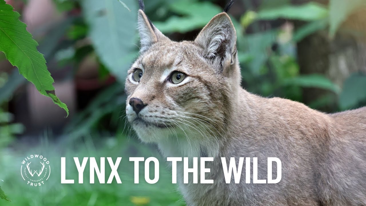LYNX TO THE WILD 🐾