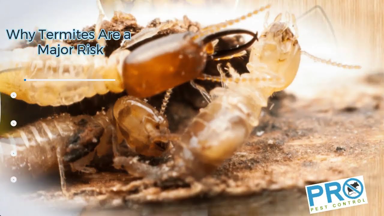 Guaranteed Termite Protection Services in Melbourne