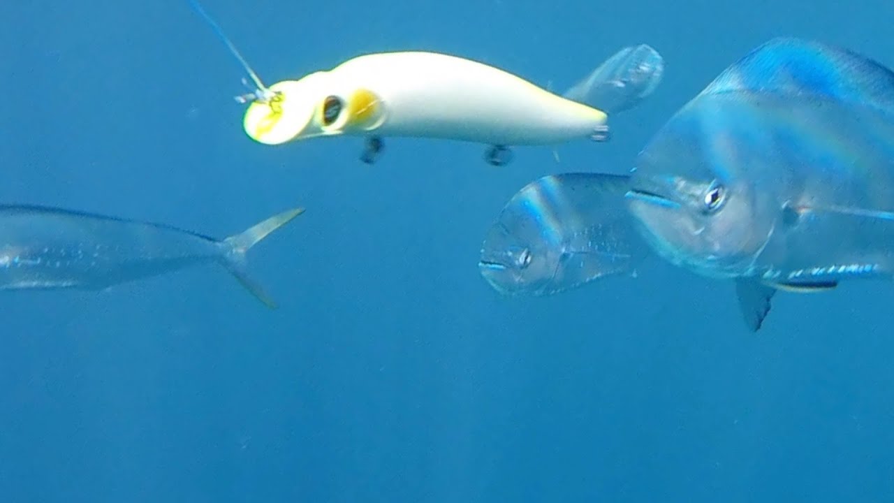 シイラ水中映像　#金楽勺,#シイラ,#水中映像