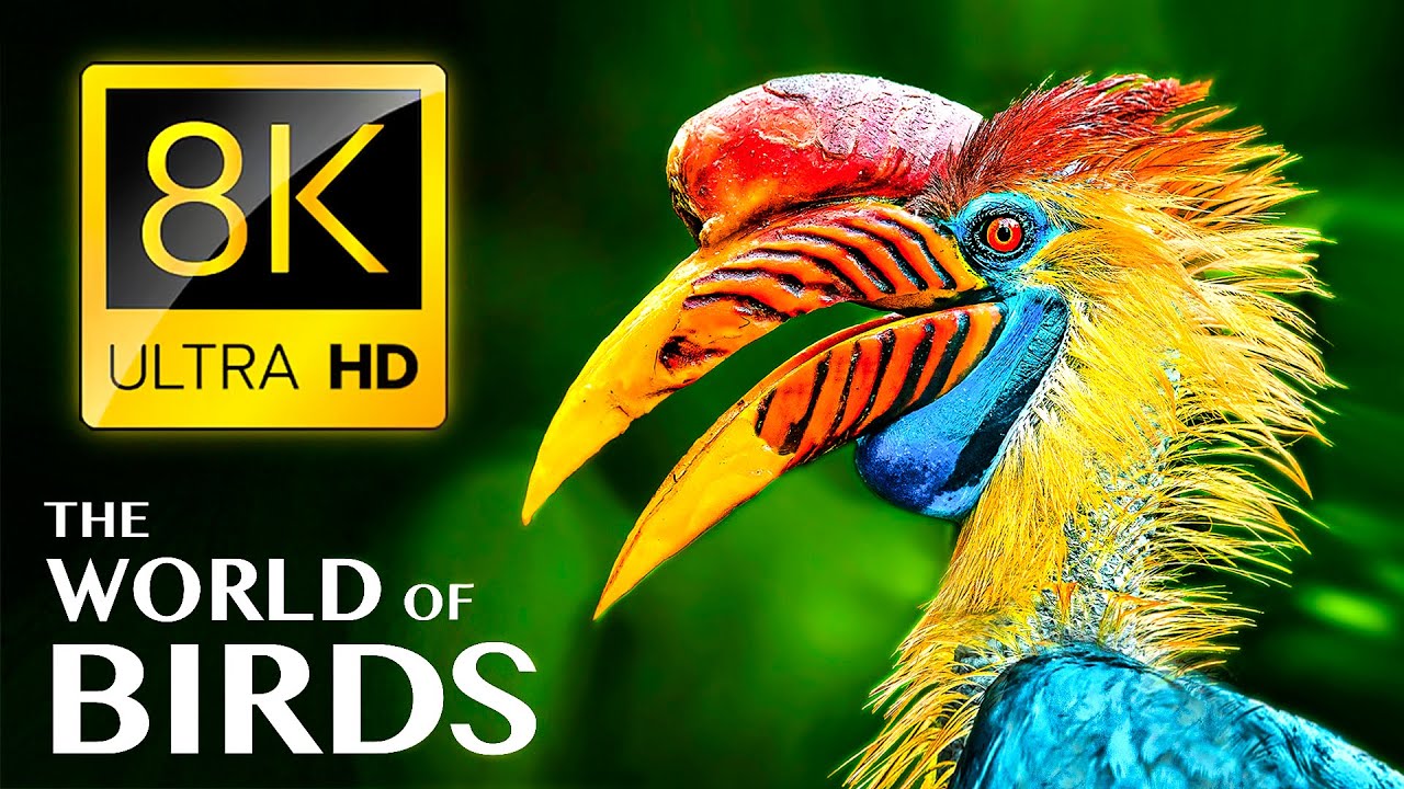 МИР ПТИЦ 8K ULTRA HD