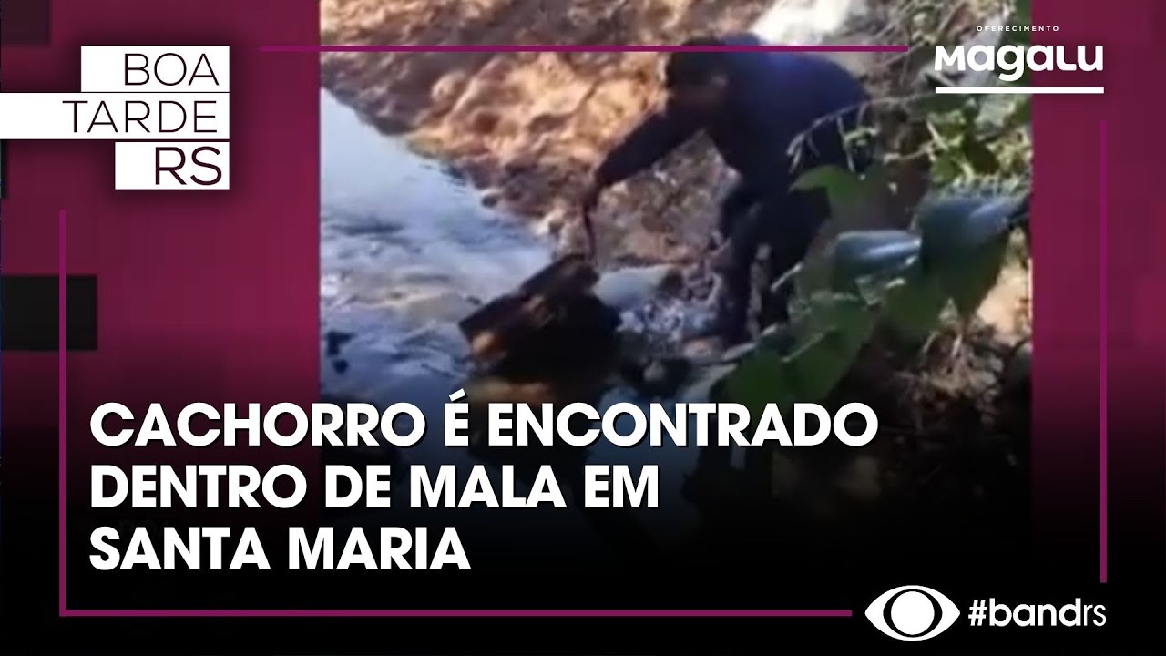 Cachorro é encontrado dentro de mala em Santa Maria