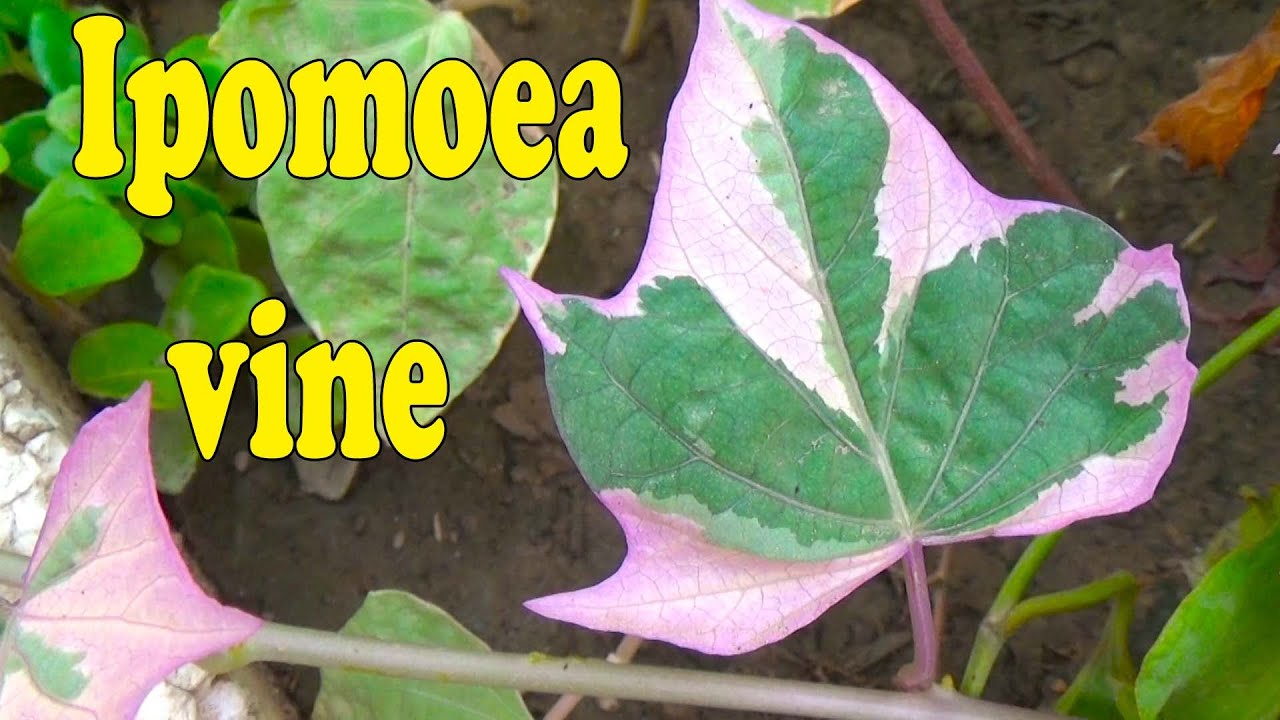 Ipomoea batatas Vine Variegated Varieties | Beautiful Tropical Vine | How To Propagate by Cuttings