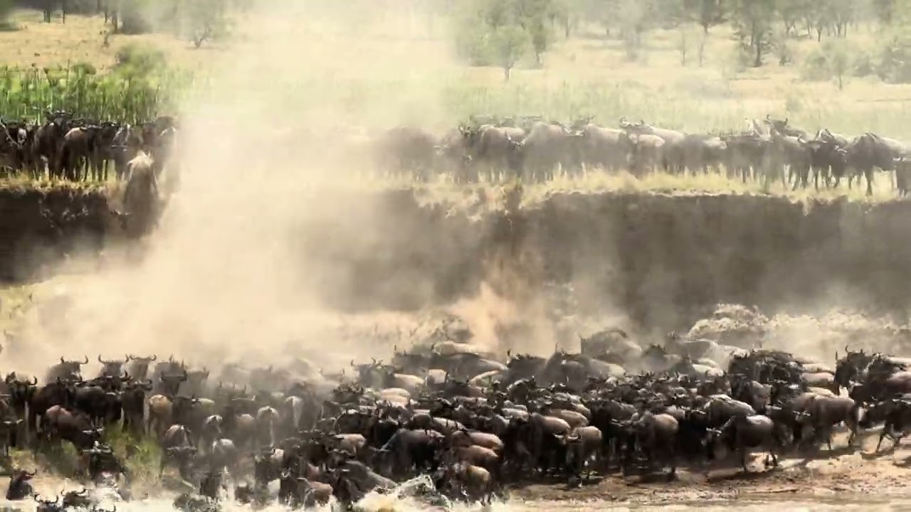 Wildebeest Mara River Crossing on 9/9/25