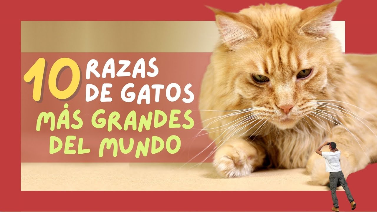 🐱 RAZAS de GATOS MÁS GRANDES del Mundo (Gatos Gigantes!) 🤯