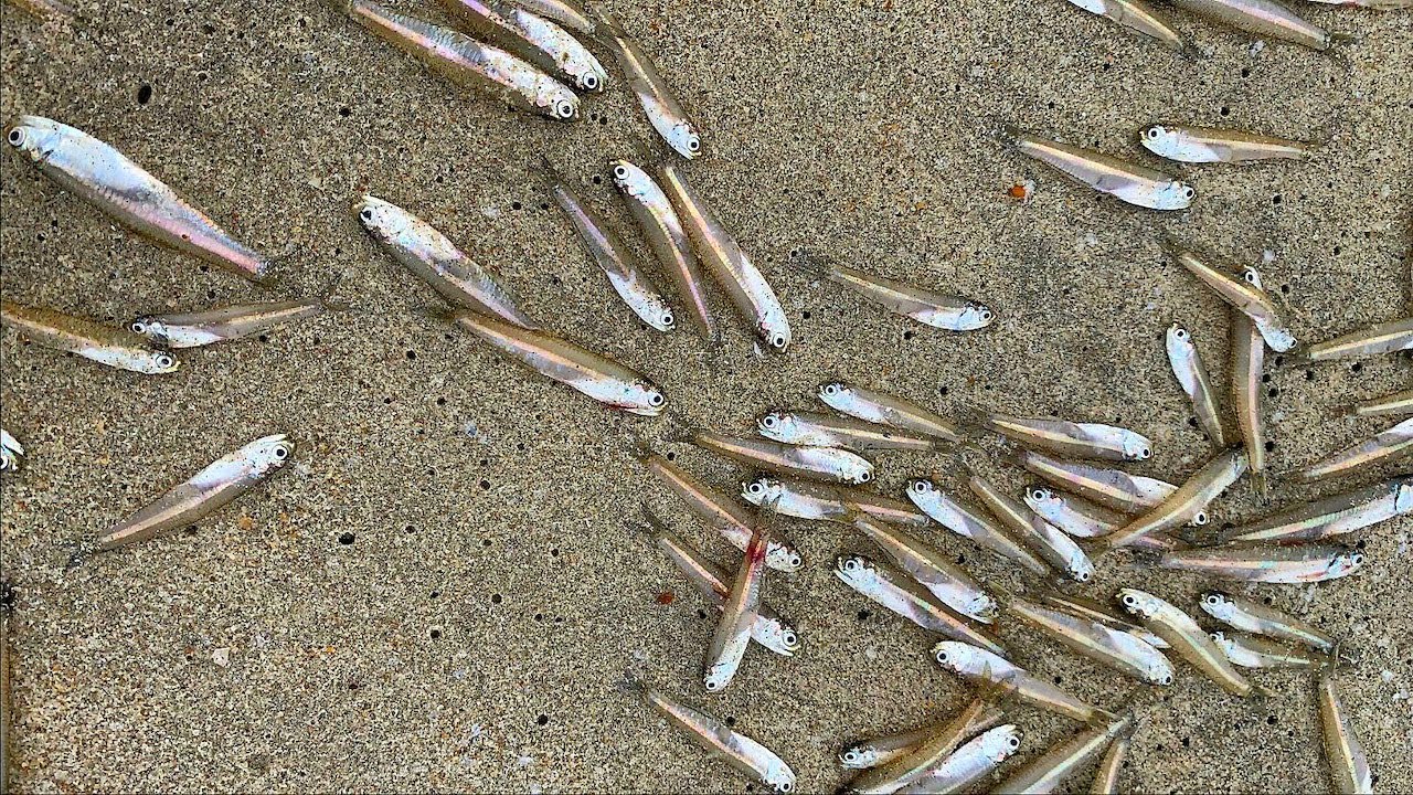 Most INSANE Bluefish BLITZ I've Ever Seen !!!