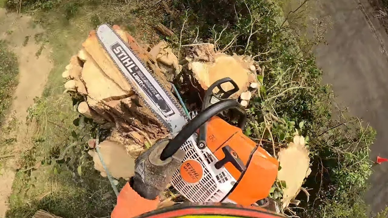 DÉMONTAGE DANGEREUX DES ABEILLES  À L'INTÉRIEUR DU TRONC🐝