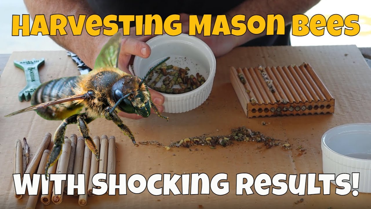 Harvesting Mason Bees & Leafcutter Bees - The Results Are Surprising!