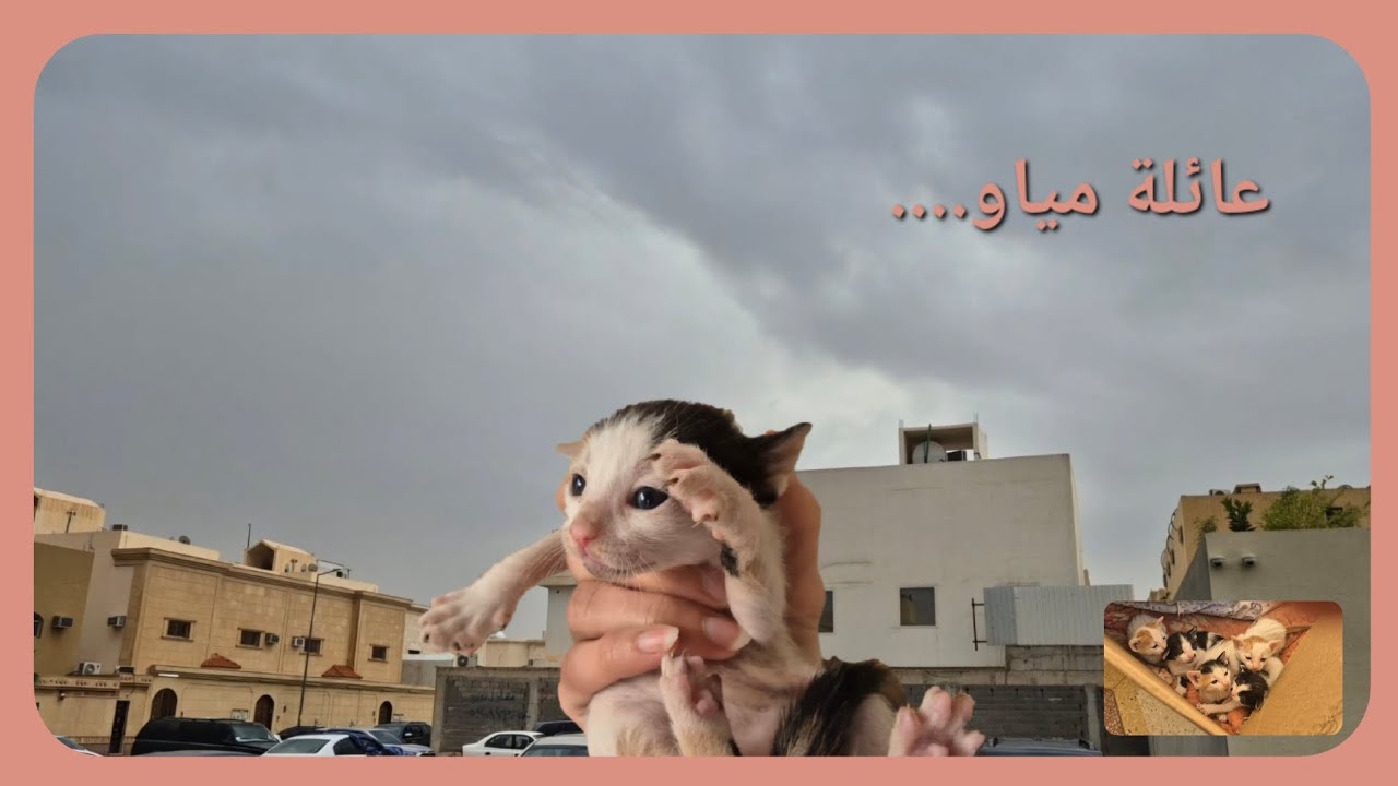 عائلة جديدة انضمّت لعائلتنا....مياو بن مياو آل تونه