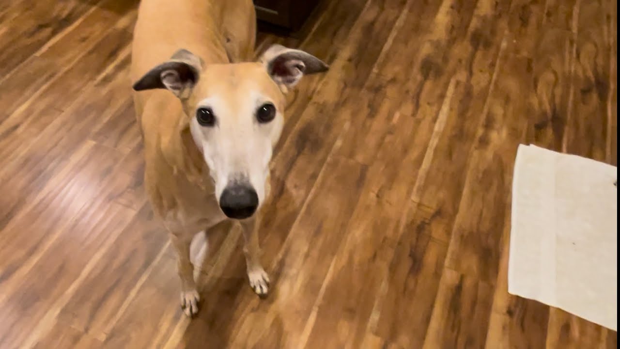 Simon Our Greyhound Wants My Cheese And Eats Peanut Butter