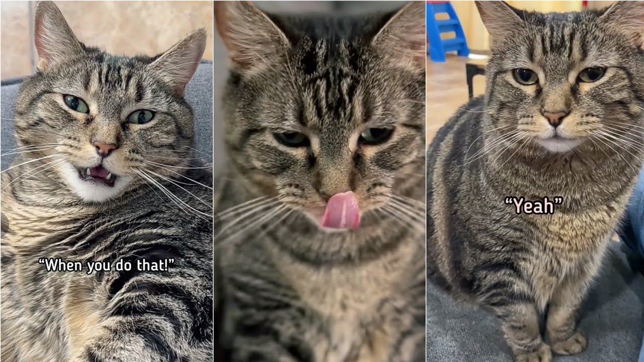 Penny got some deep feelings  Penny the talking cat / singing cat