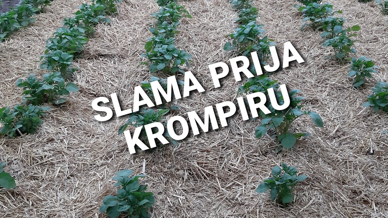 Zagrtanje i pokrivanje krompira