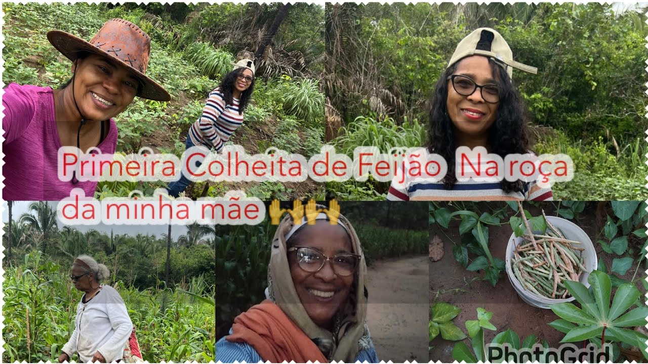 Colheita Com muita chuva ☔️ ☔️ Bênçãos do Céu Amém!!!