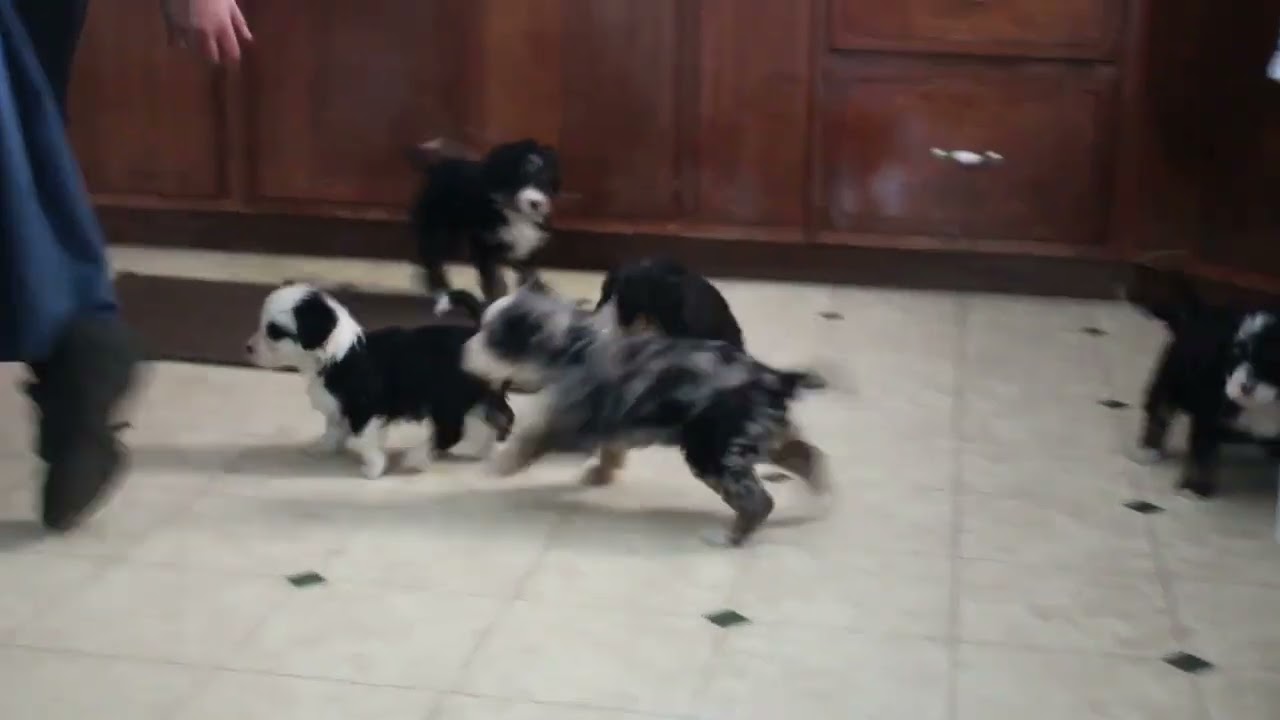Bernedoodle Puppies For Sale