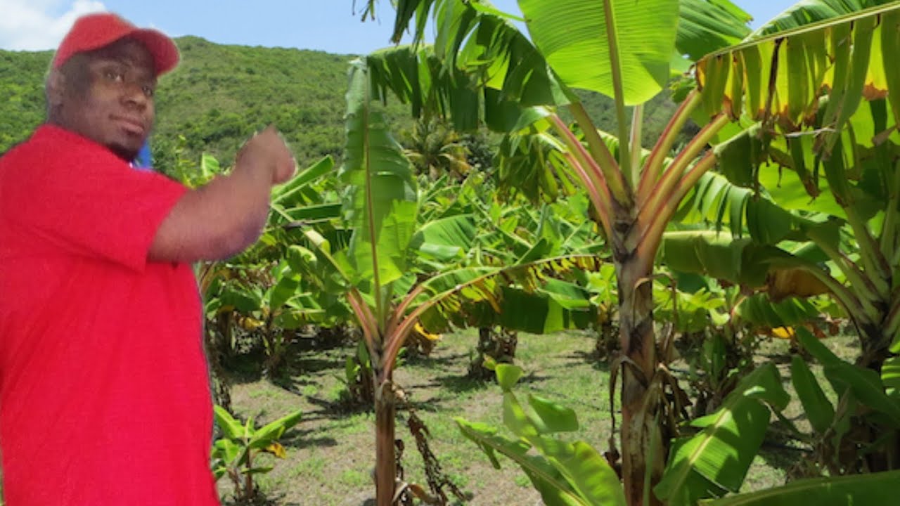 HOW FARMER MAKES MILLIONS PLANTING BANANA IN JAMAICA / THE MORGAN'S LEGACY
