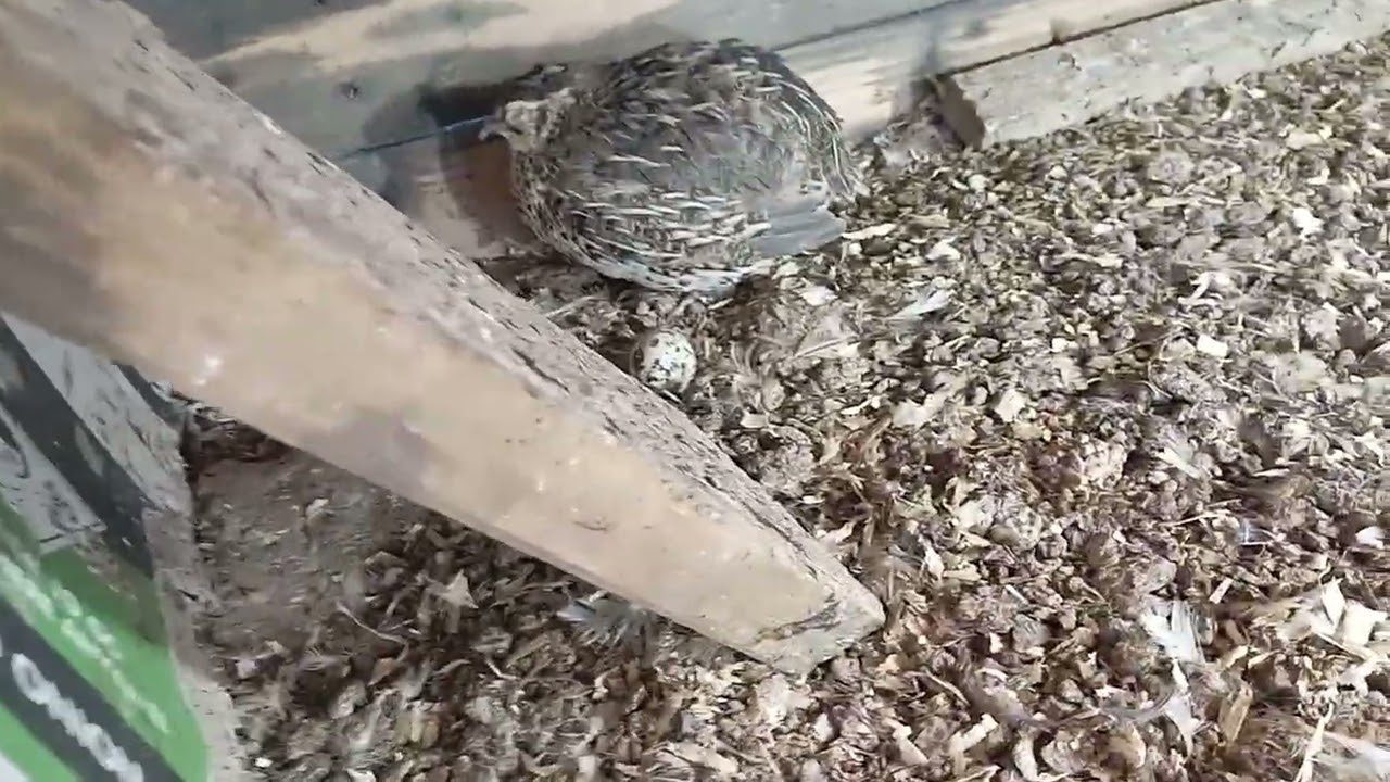 New Born Quail Chicks 