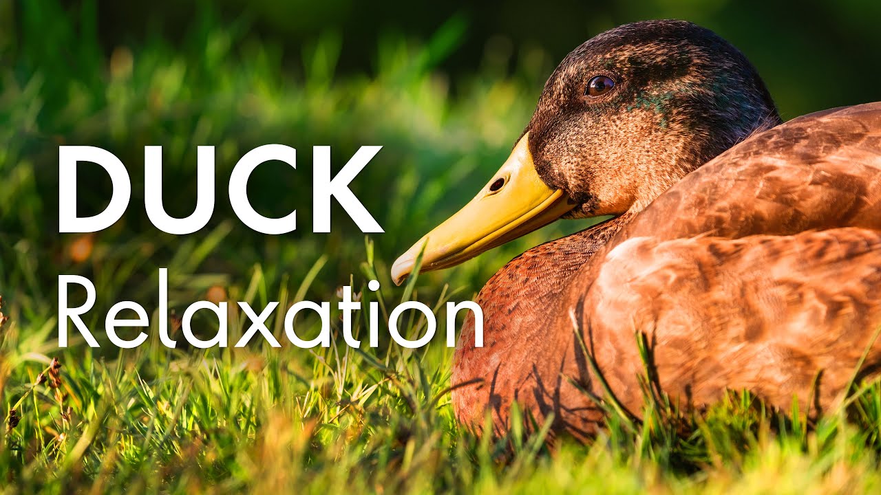 Tranquil Ducks: A Relaxing Escape to Nature