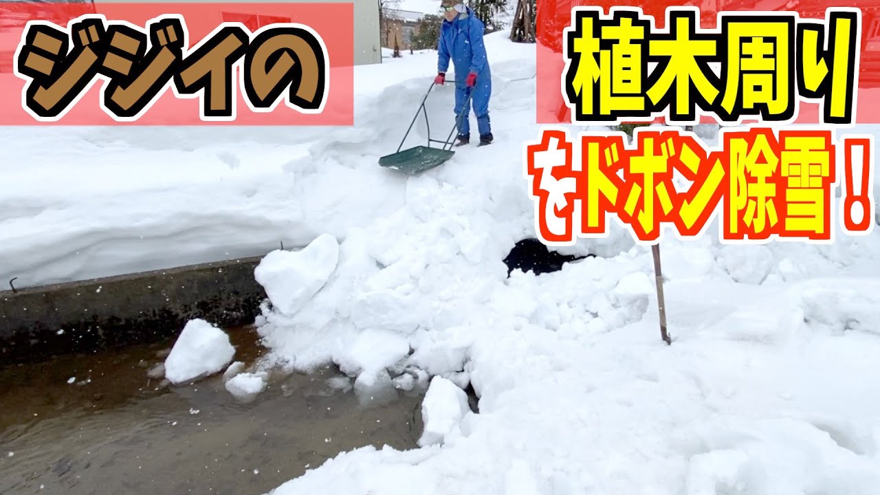2023-02-25 ASMR 吉鉄による植木周りのドボン除雪