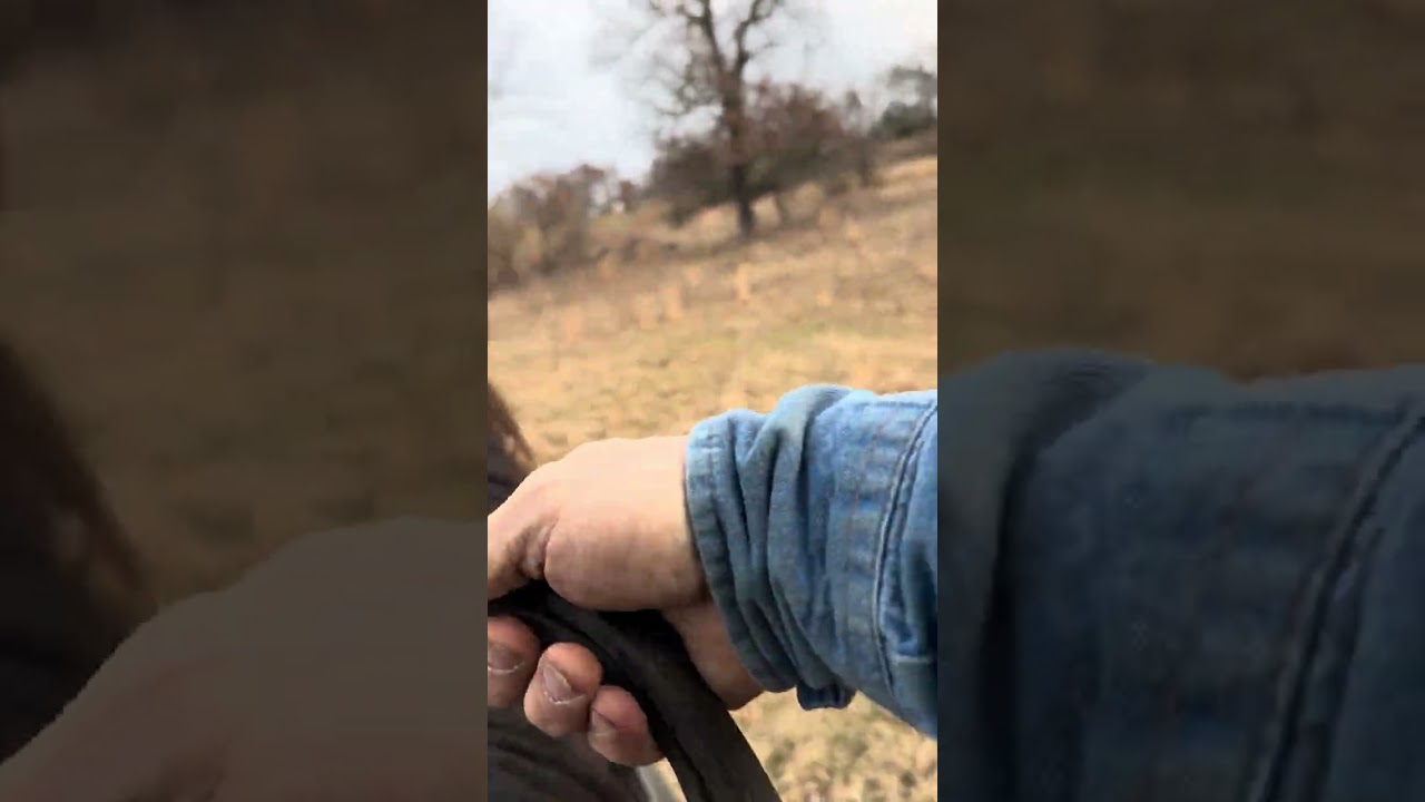 Stitch going outside for the 1st time 