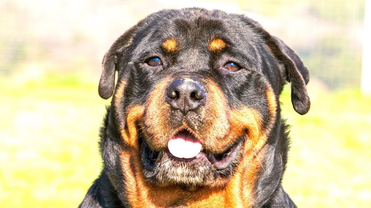 ロットワイラーの中には多分人間が入ってる