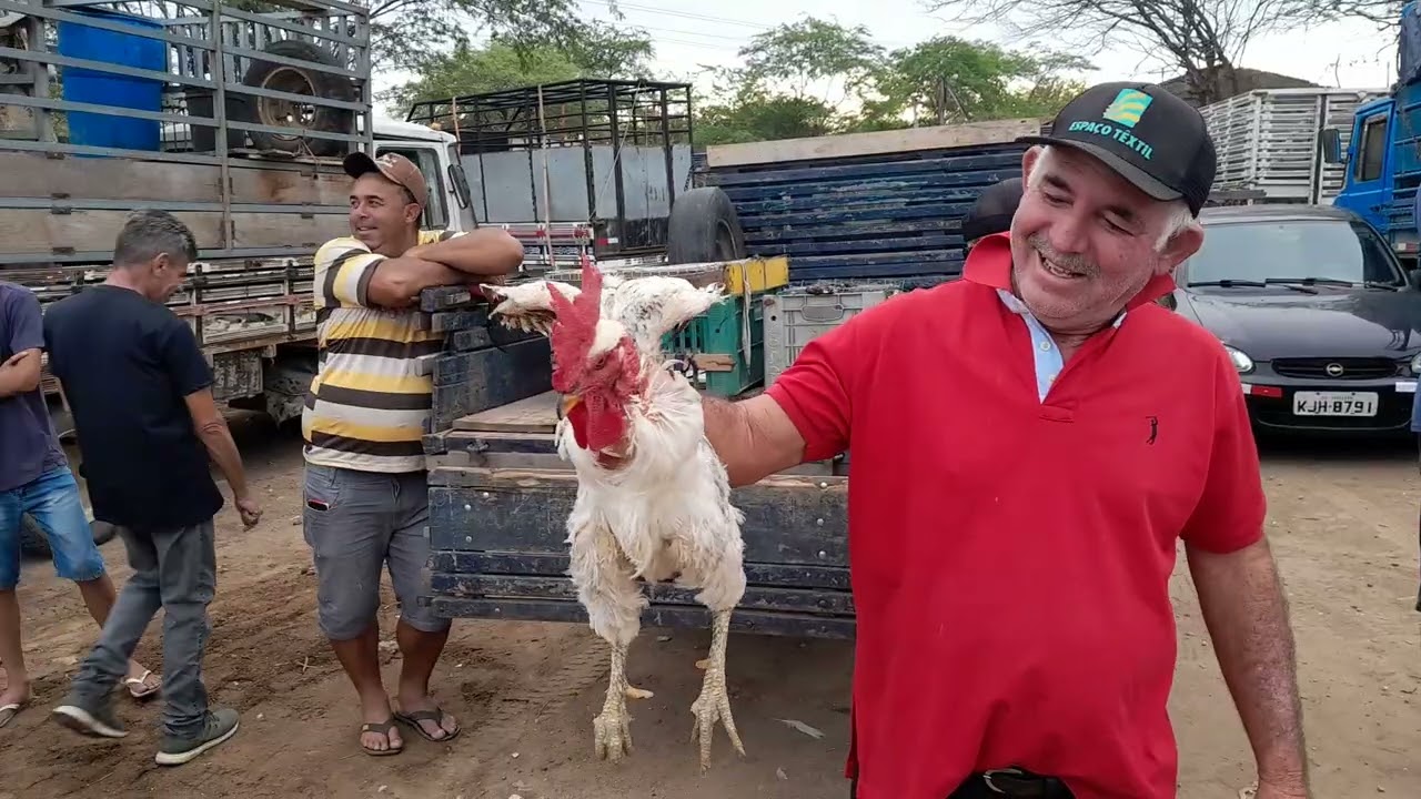 Feira de galinhas e porcos,Santa Cruz do capibaribe Pernambuco 02/03/2026.