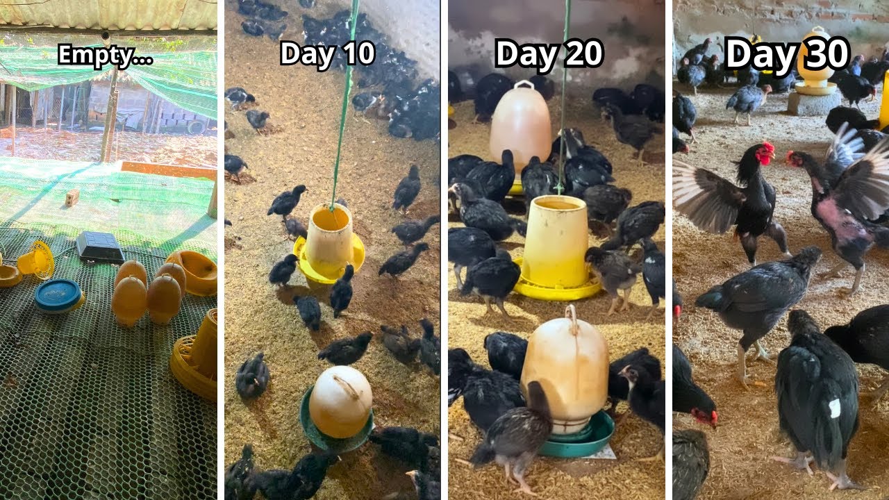 💪🔥 Raising 300 Chickens After Losing Everything (500 ducks).