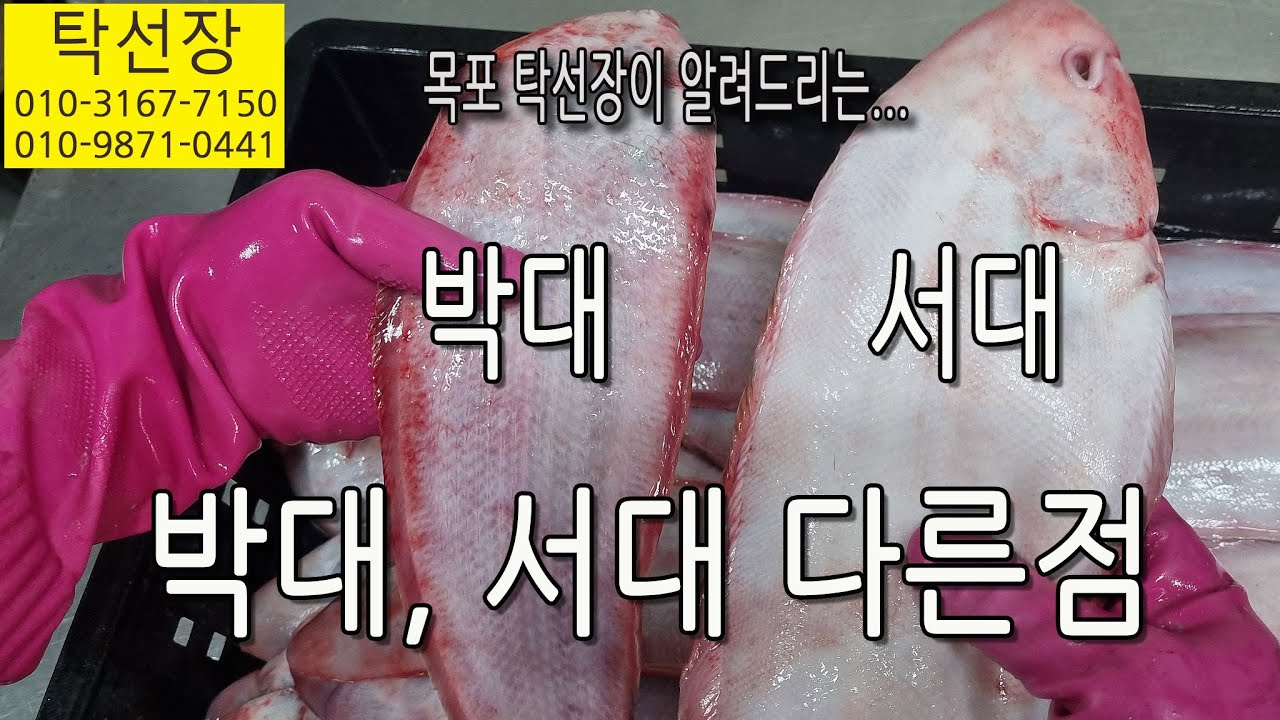 박대, 서대 구분 안내 입니다. (탁선장 목포 남도농수산 010 3167 7150. 010 9871 0441)