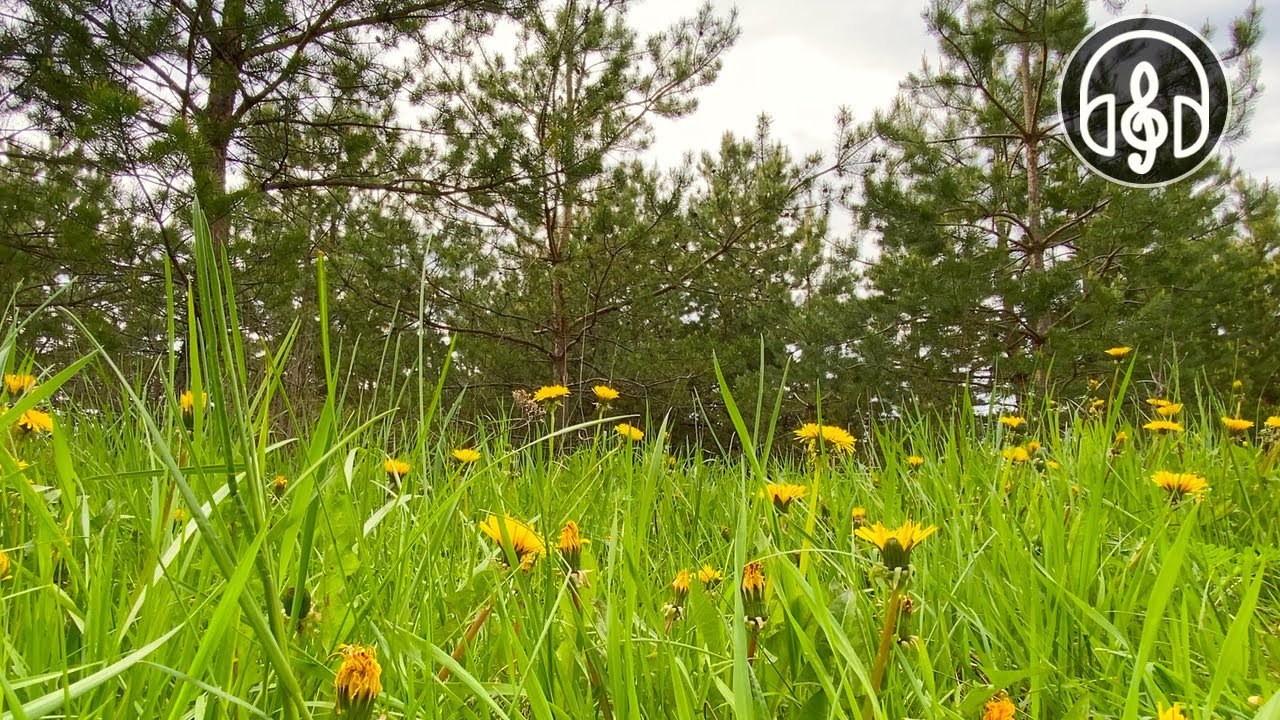 4K Пение Птиц. Звуки Природы Для Глубокого Сна, Учебы, Медитации