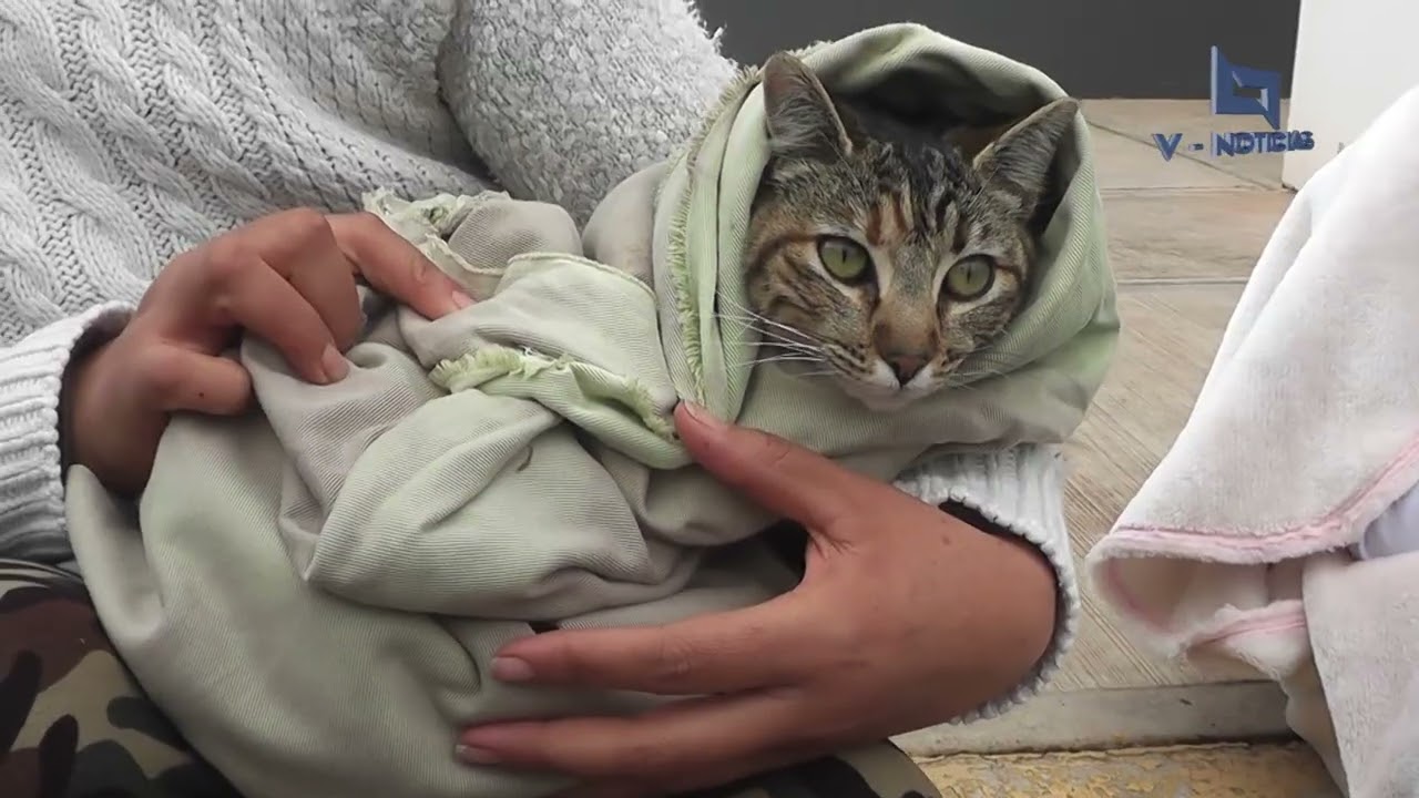 Esteriliza a tu mascota en la jurisdicción sanitaria el servicio es gratuito