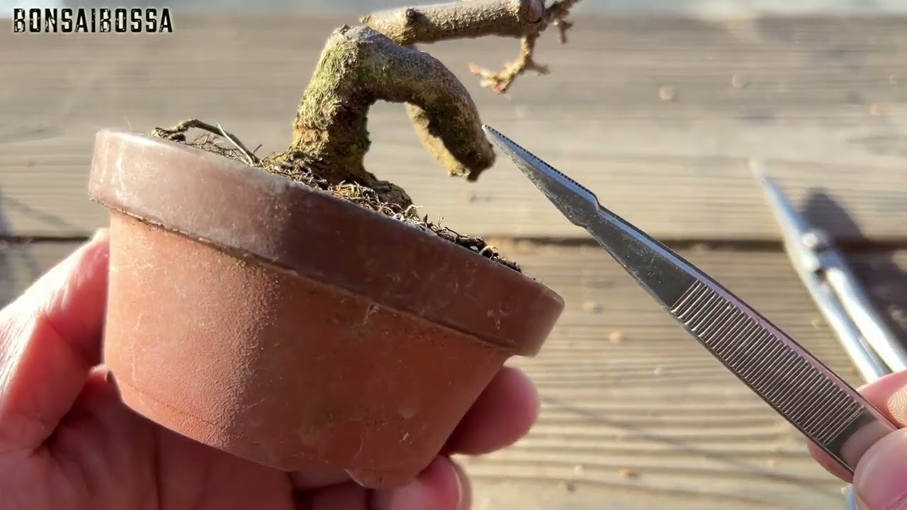 【KED】上の曲は気に入らない #盆栽 #bonsai