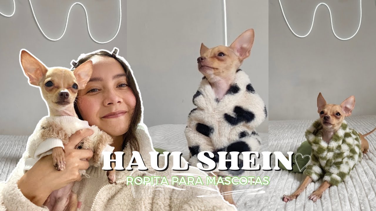 HAUL SHEIN MASCOTAS🐕🤎Miren todo lo que le compré a mi perrito chihuahua🥹🐾
