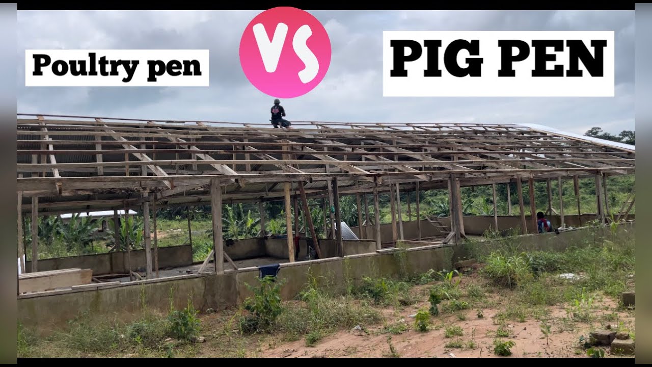 This is WHY we are converting our poultry structure into a MODERN PIG PEN