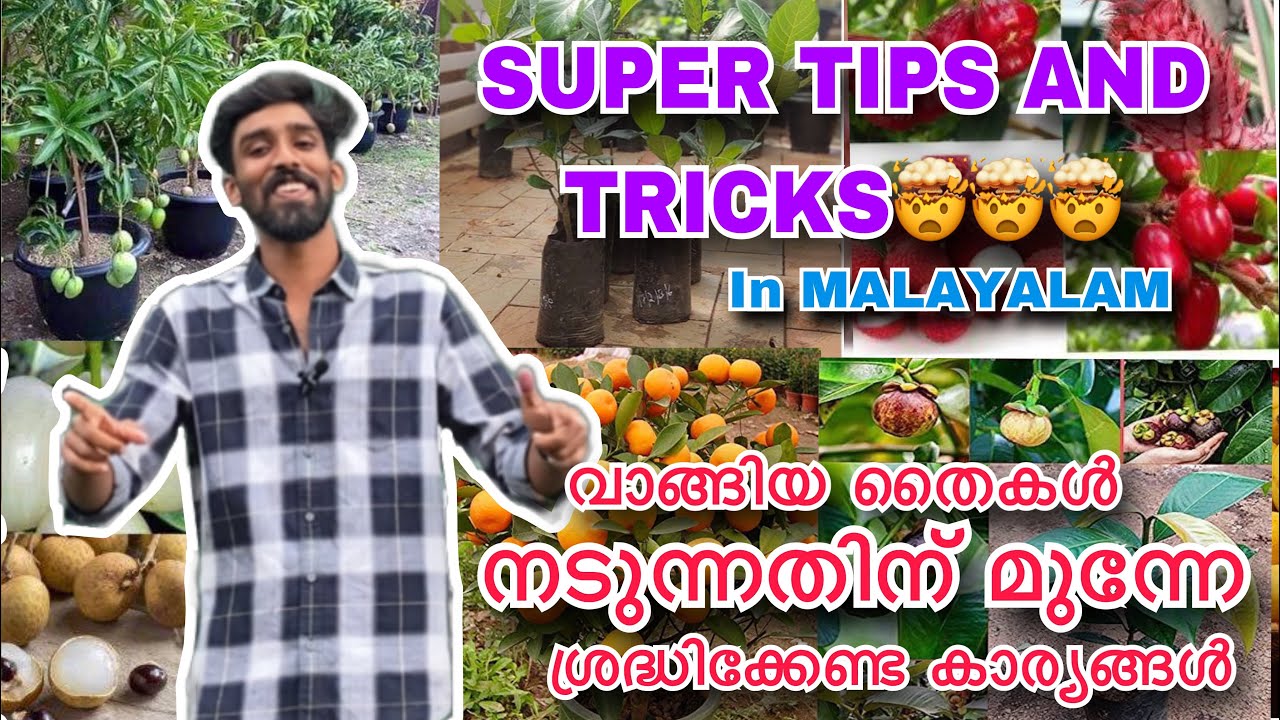 വാങ്ങിയ തൈകൾ നടുന്നതിന് മുന്നേ ശ്രദ്ധിക്കേണ്ട കാര്യങ്ങൾ | SUPER TIPS AND TRICKS🤯🤯🤯 | In MALAYALAM