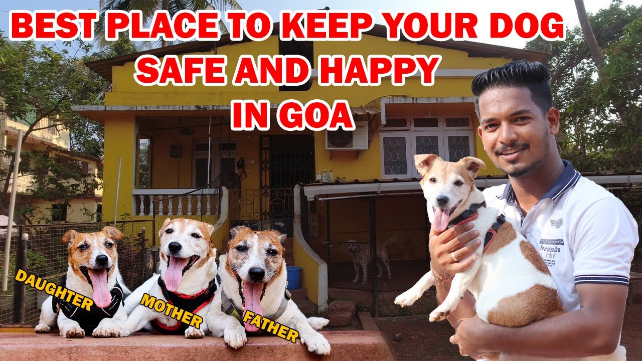 BEST PLACE TO KEEP YOUR DOG SAFE AND HAPPY IN GOA | PAWFECT STAY PETSITTERS | #dogstay #sudhirgawas