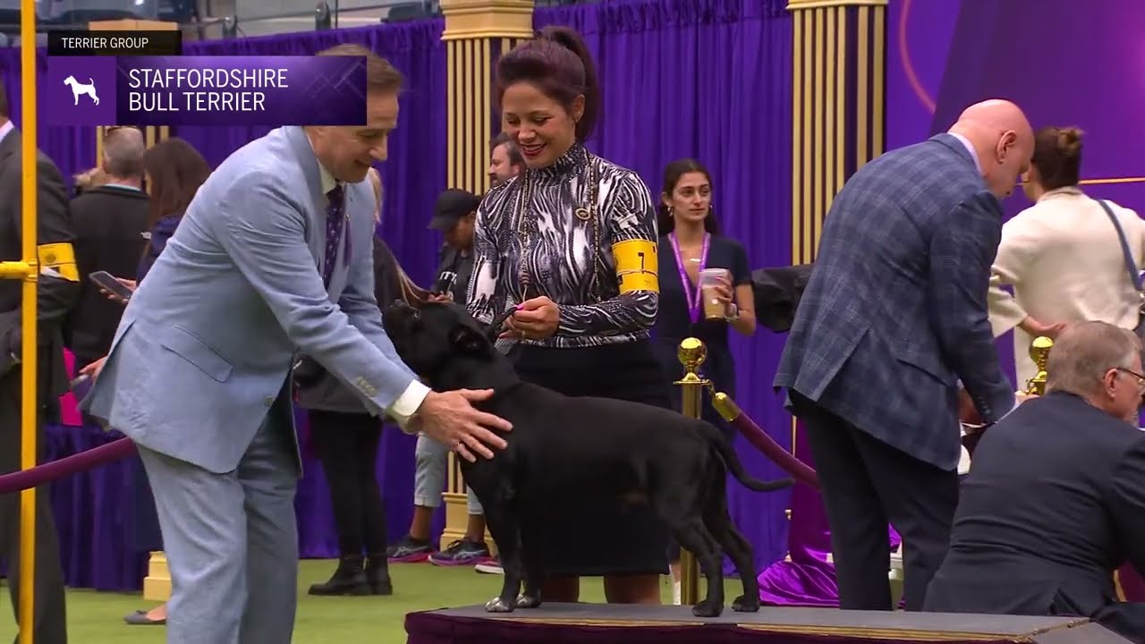 Staffordshire Bull Terriers | Breed Judging 2024