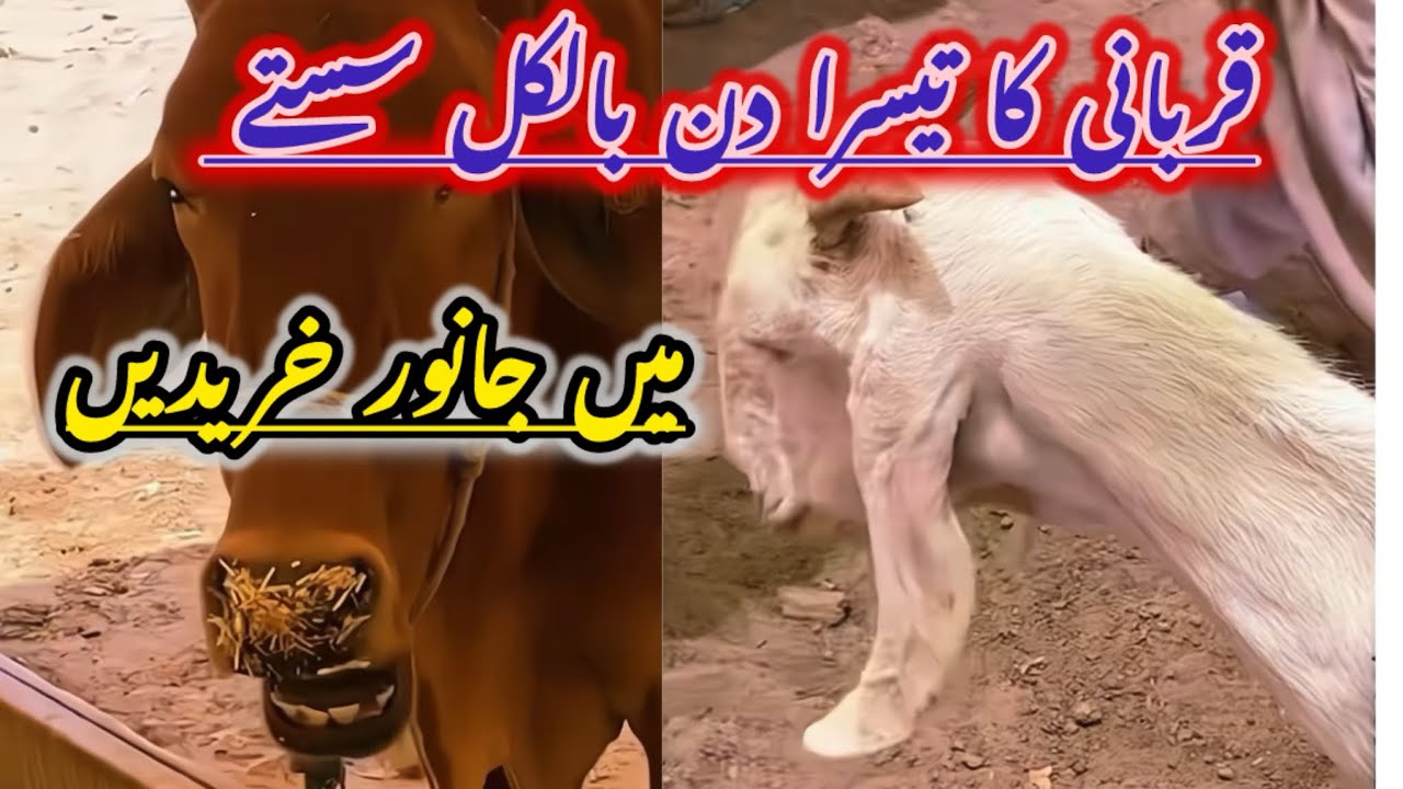 Sale  for animal ! Cow and gots  sale ! New vedio 2024